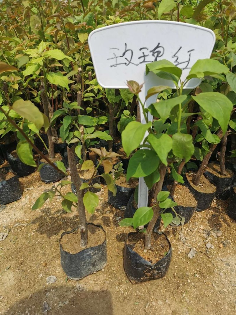 三角梅培育袋小苗花农直销基地一手货源质量保障欢迎来场选购