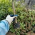 三角梅培育袋小苗花农直销基地一手货源质量保障欢迎来场选购