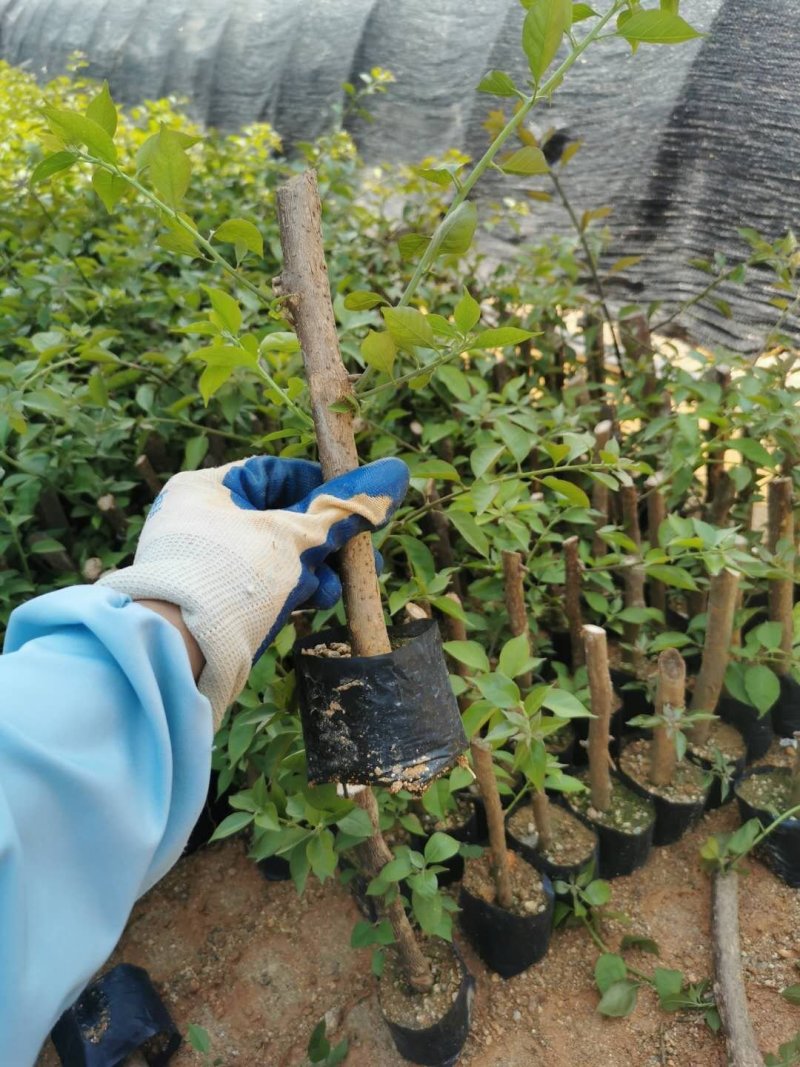 三角梅培育袋小苗花农直销基地一手货源质量保障欢迎来场选购