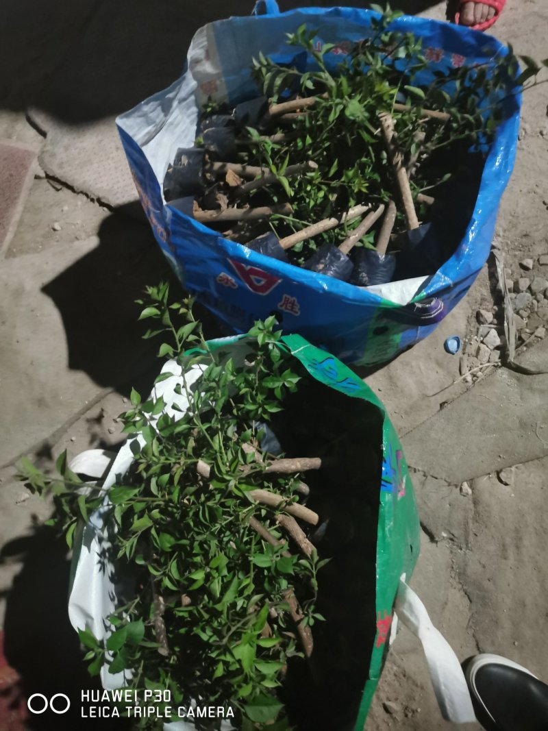 三角梅培育袋小苗花农直销基地一手货源质量保障欢迎来场选购
