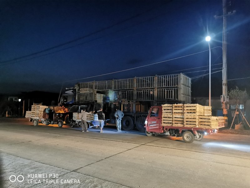 三角梅培育袋小苗花农直销基地一手货源质量保障欢迎来场选购