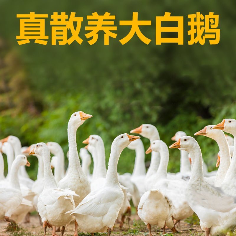 农家散养大白鹅下单即杀鹅发货