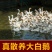农家散养大白鹅下单即杀鹅发货