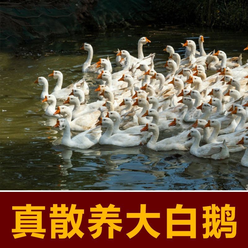 农家散养大白鹅下单即杀鹅发货