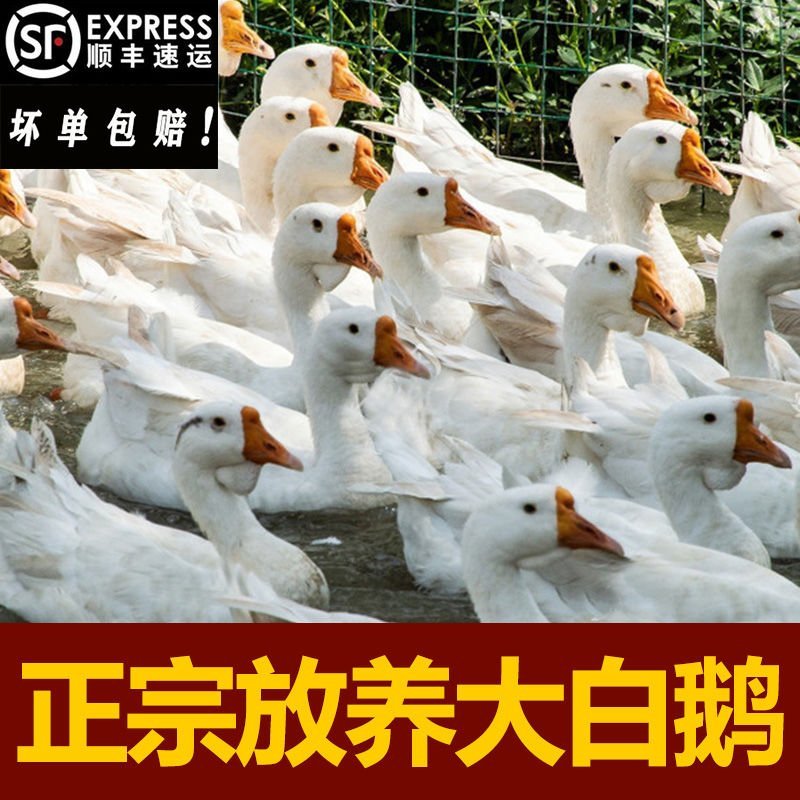农家散养大白鹅下单即杀鹅发货