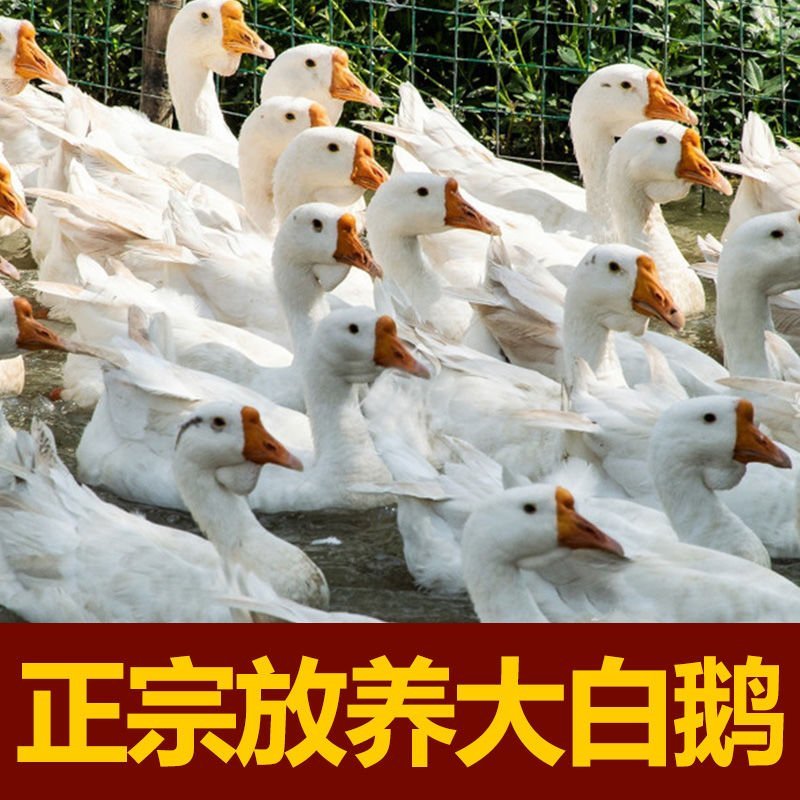 农家散养大白鹅下单即杀鹅发货