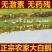 农家散养大白鹅下单即杀鹅发货