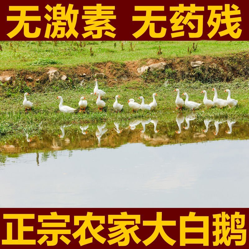 农家散养大白鹅下单即杀鹅发货