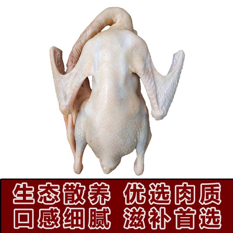 农家散养大白鹅下单即杀鹅发货