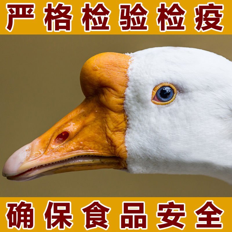农家散养大白鹅下单即杀鹅发货
