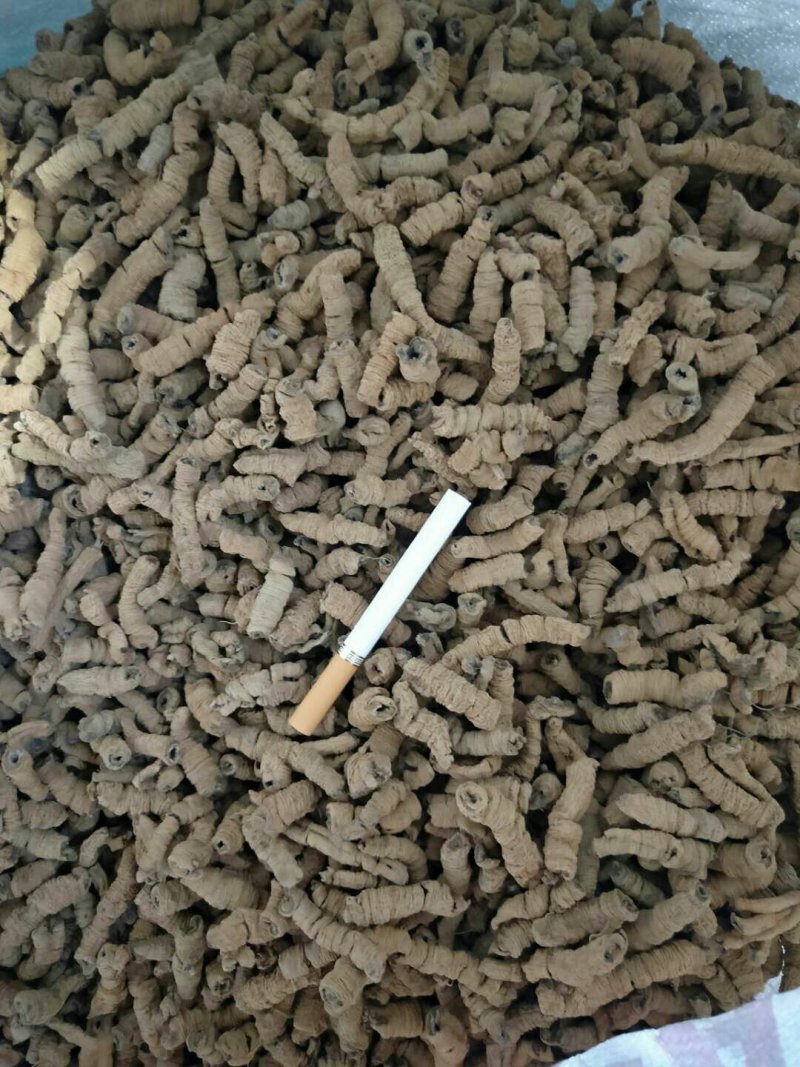 批发零售生熟巴戟天