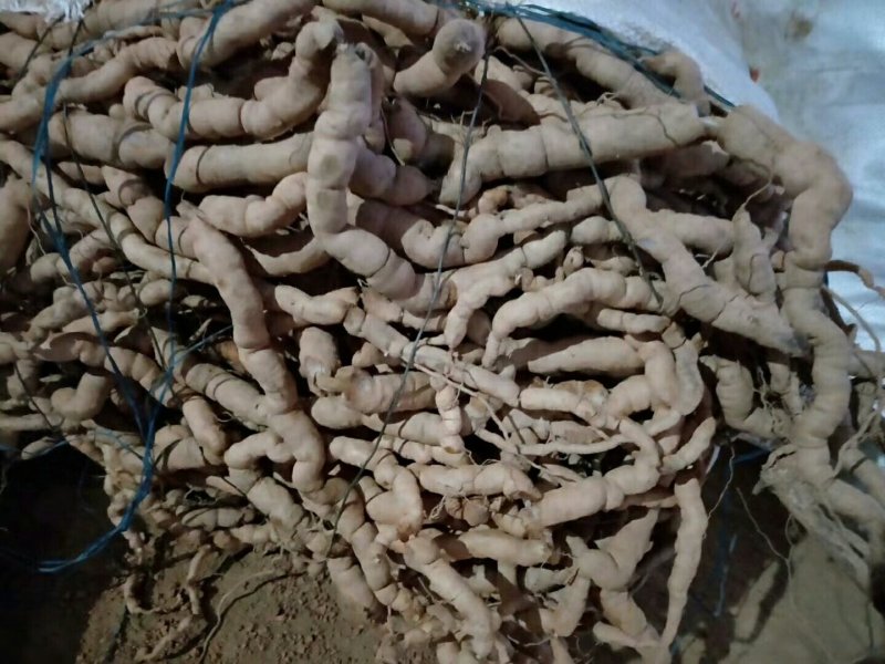 批发零售生熟巴戟天