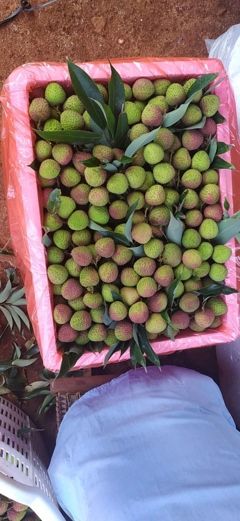 热带水果，有白腊，有黑叶，妃子笑，有白糖罂，菠萝蜜等