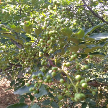 大红袍花椒