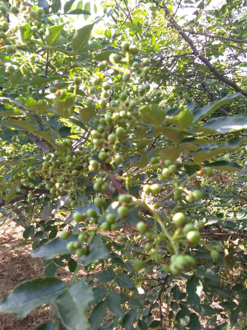 大红袍花椒
