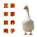 大白鸭农民自养散养大鸭子一件代发