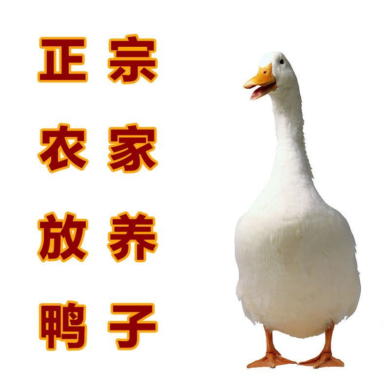 大白鸭农民自养散养大鸭子一件代发