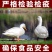 大白鸭农民自养散养大鸭子一件代发