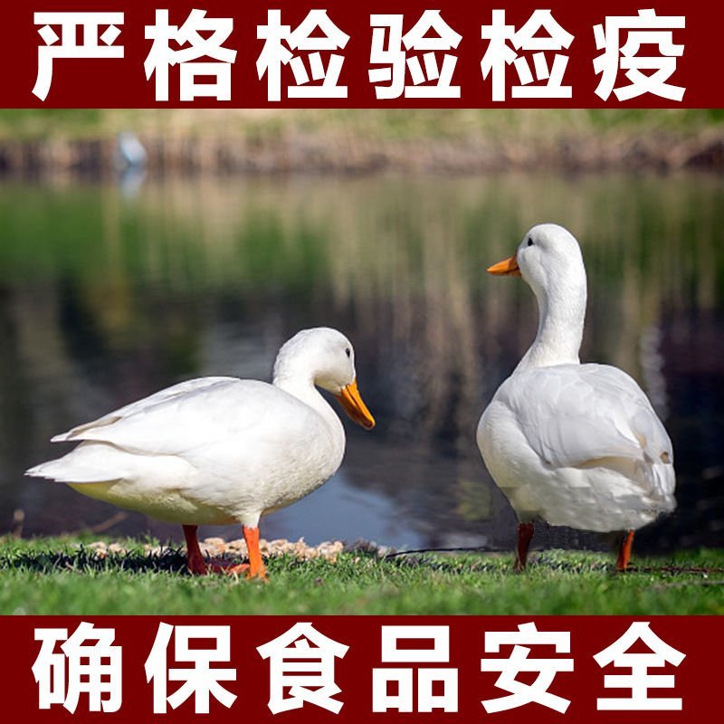 大白鸭农民自养散养大鸭子一件代发