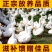 大白鸭农民自养散养大鸭子一件代发