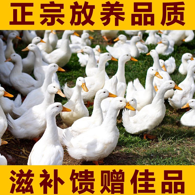 大白鸭农民自养散养大鸭子一件代发