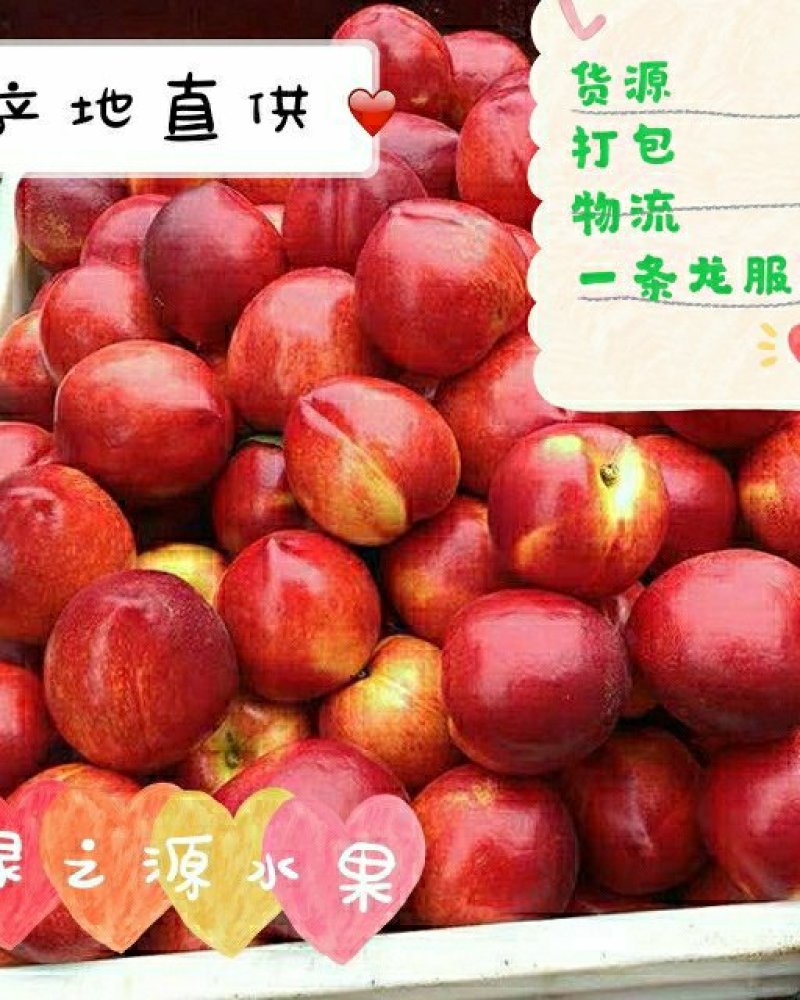 早熟露天油桃518曙光油桃50MM以上产地批发