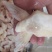 芒鱼翅巴沙鱼翅20斤装
