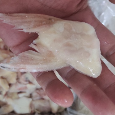 芒鱼翅巴沙鱼翅20斤装