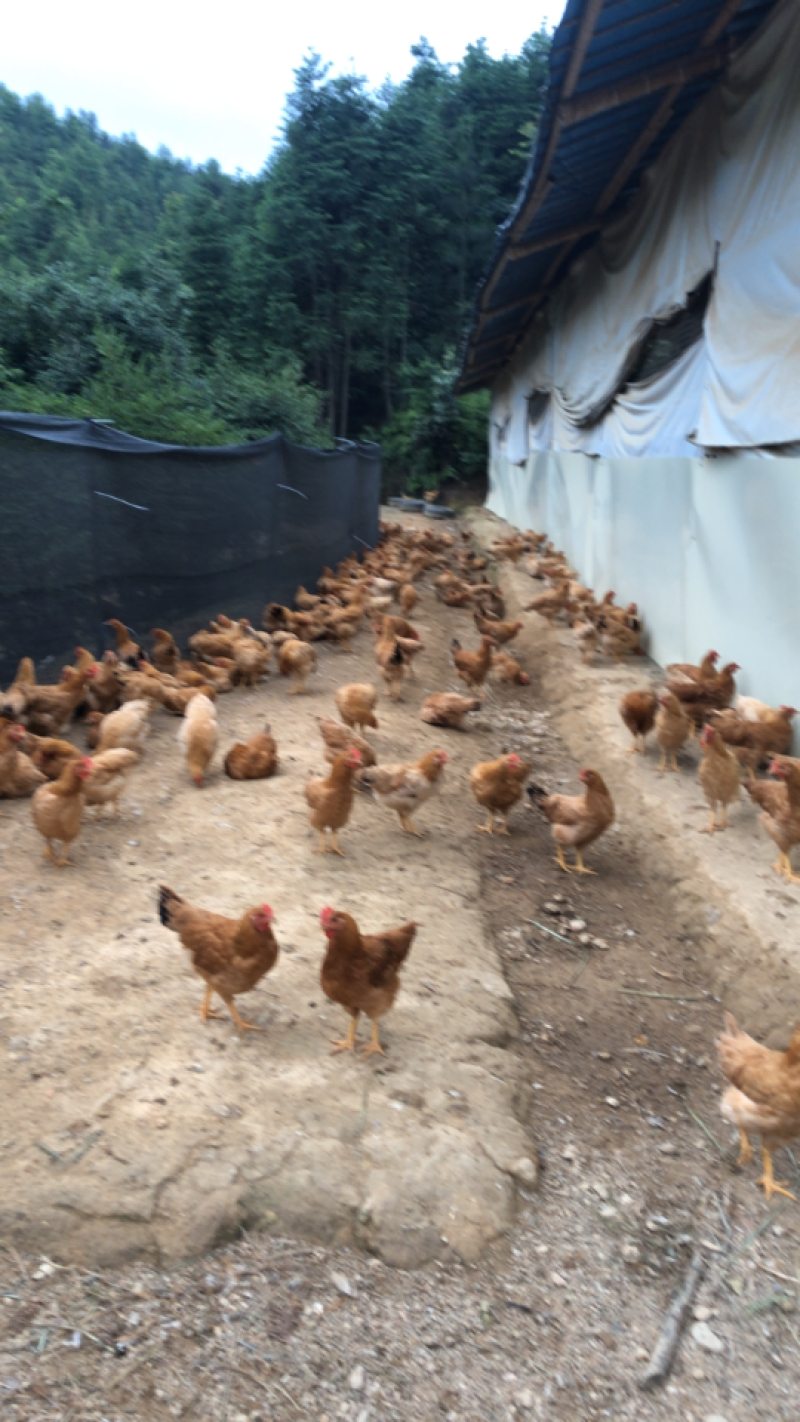 现货出售散养土鸡肉质鲜美