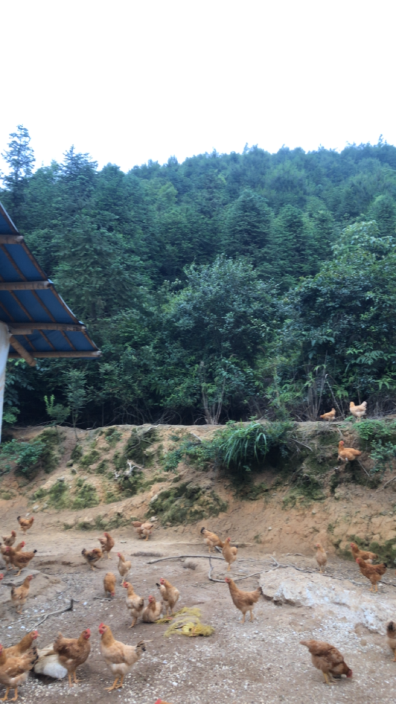 现货出售散养土鸡肉质鲜美