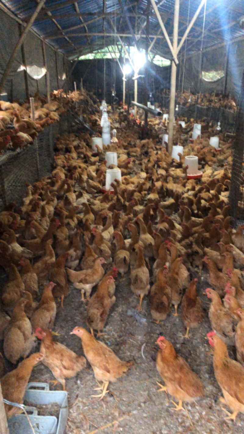 现货出售散养土鸡肉质鲜美