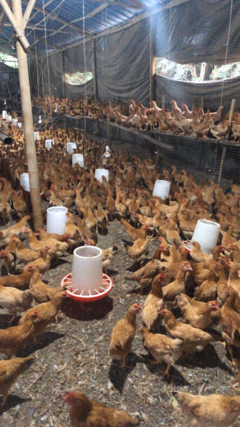 现货出售散养土鸡肉质鲜美