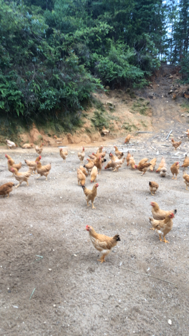 现货出售散养土鸡肉质鲜美