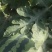甜王西瓜大量上市一手货源保质保量8/10起熟度9成以上，