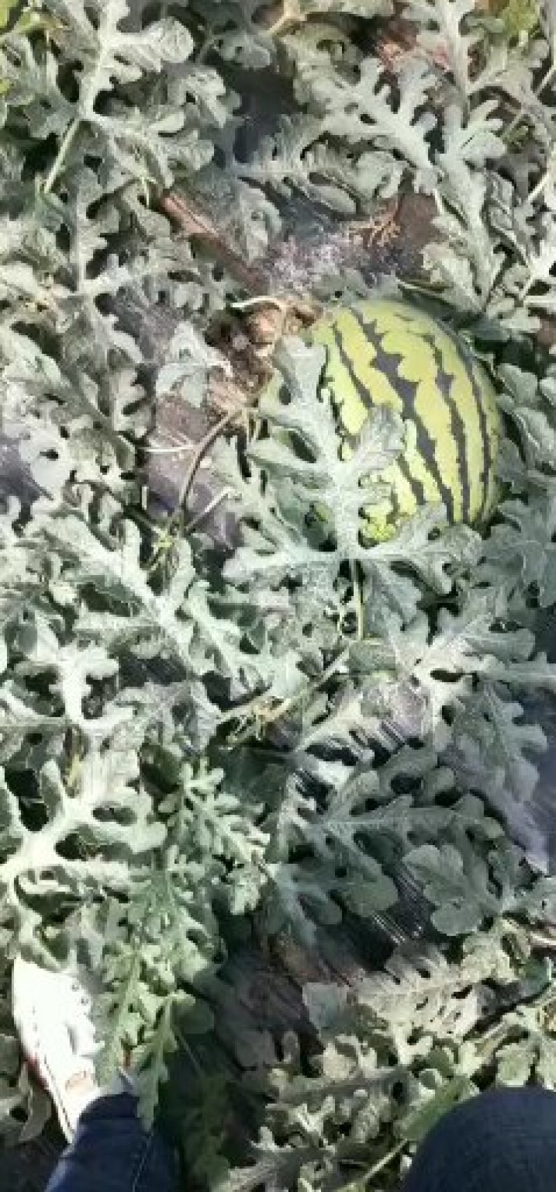 甜王西瓜大量上市一手货源保质保量8/10起熟度9成以上，