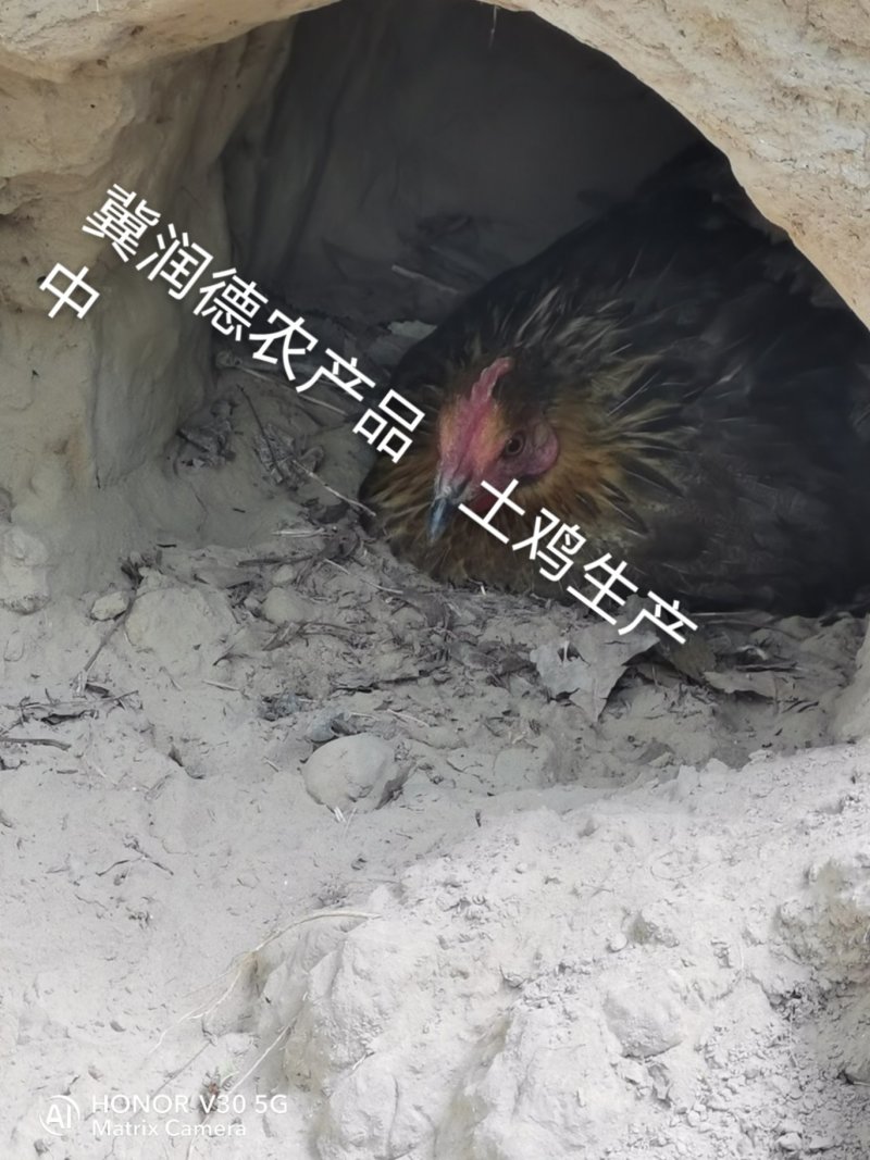 土鸡蛋批发零售农家自养土鸡土鸡蛋林下散养觅食