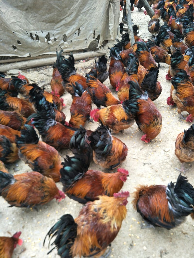 白条鸡
