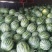 《实力商家》山东西瓜大棚甜王西瓜山东甜王产地直发