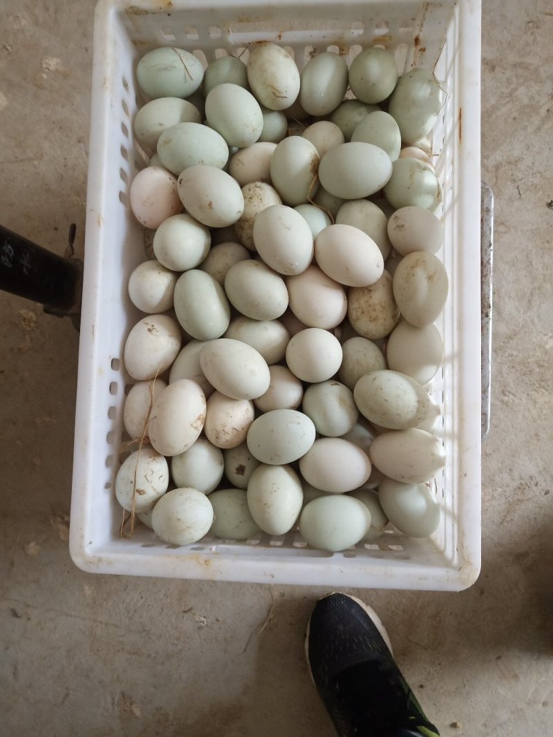 鲜鸭蛋