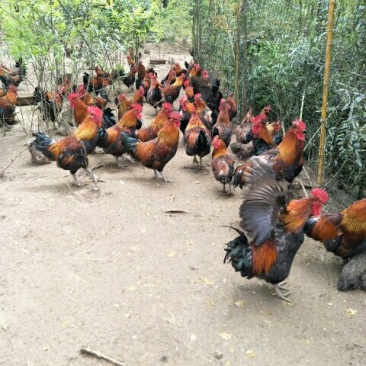 白条鸡