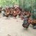 白条鸡