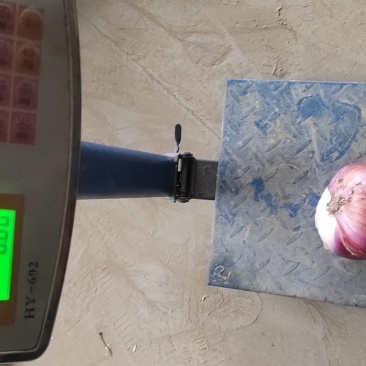 精品二红洋葱保质保量全国代发可视频看货