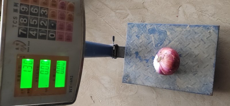 精品二红洋葱保质保量全国代发可视频看货