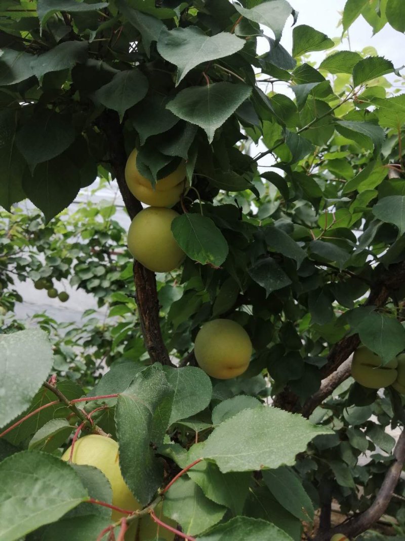 陕西凯特杏，金寿杏价格，陕西凯特杏批发基地优质凯特杏