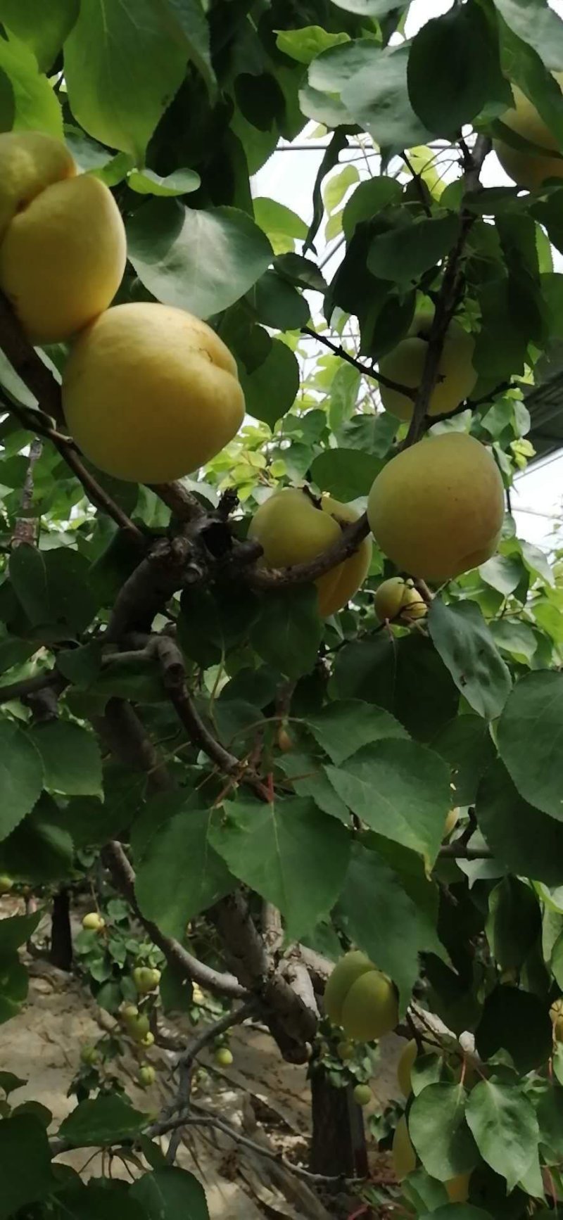 陕西凯特杏，金寿杏价格，陕西凯特杏批发基地优质凯特杏