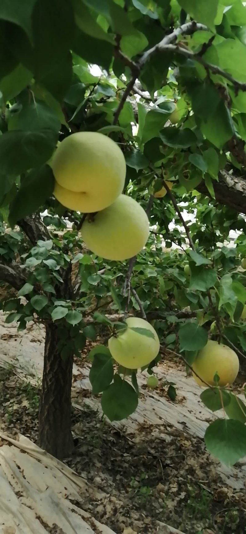 陕西凯特杏，金寿杏价格，陕西凯特杏批发基地优质凯特杏
