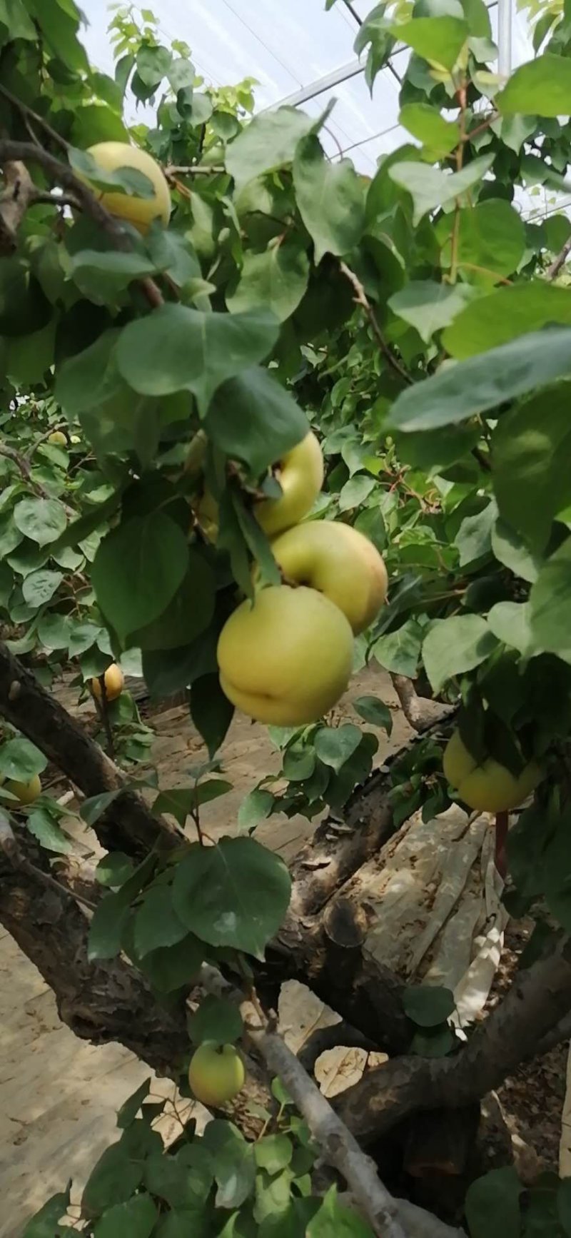 陕西凯特杏，金寿杏价格，陕西凯特杏批发基地优质凯特杏