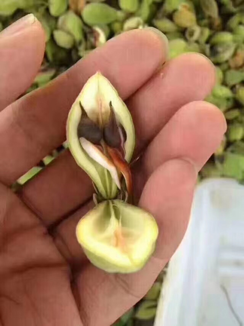 沉香种子国家二级保护植物