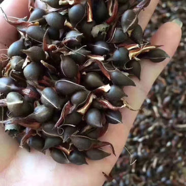 沉香种子国家二级保护植物