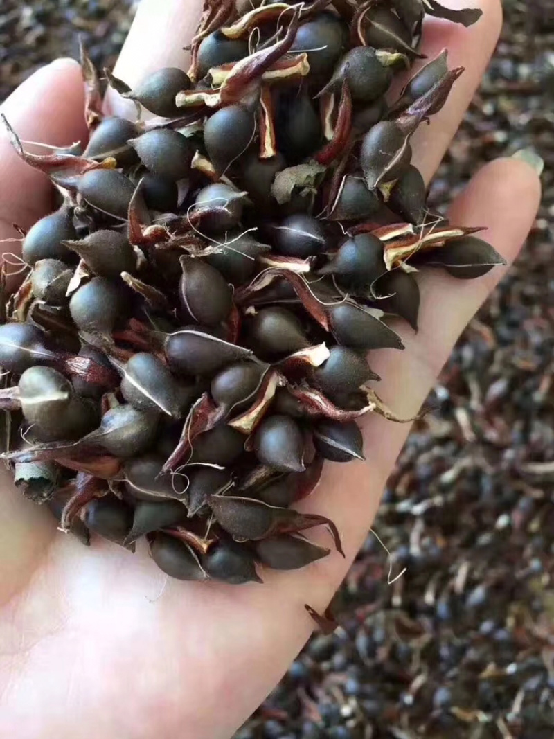 沉香种子国家二级保护植物